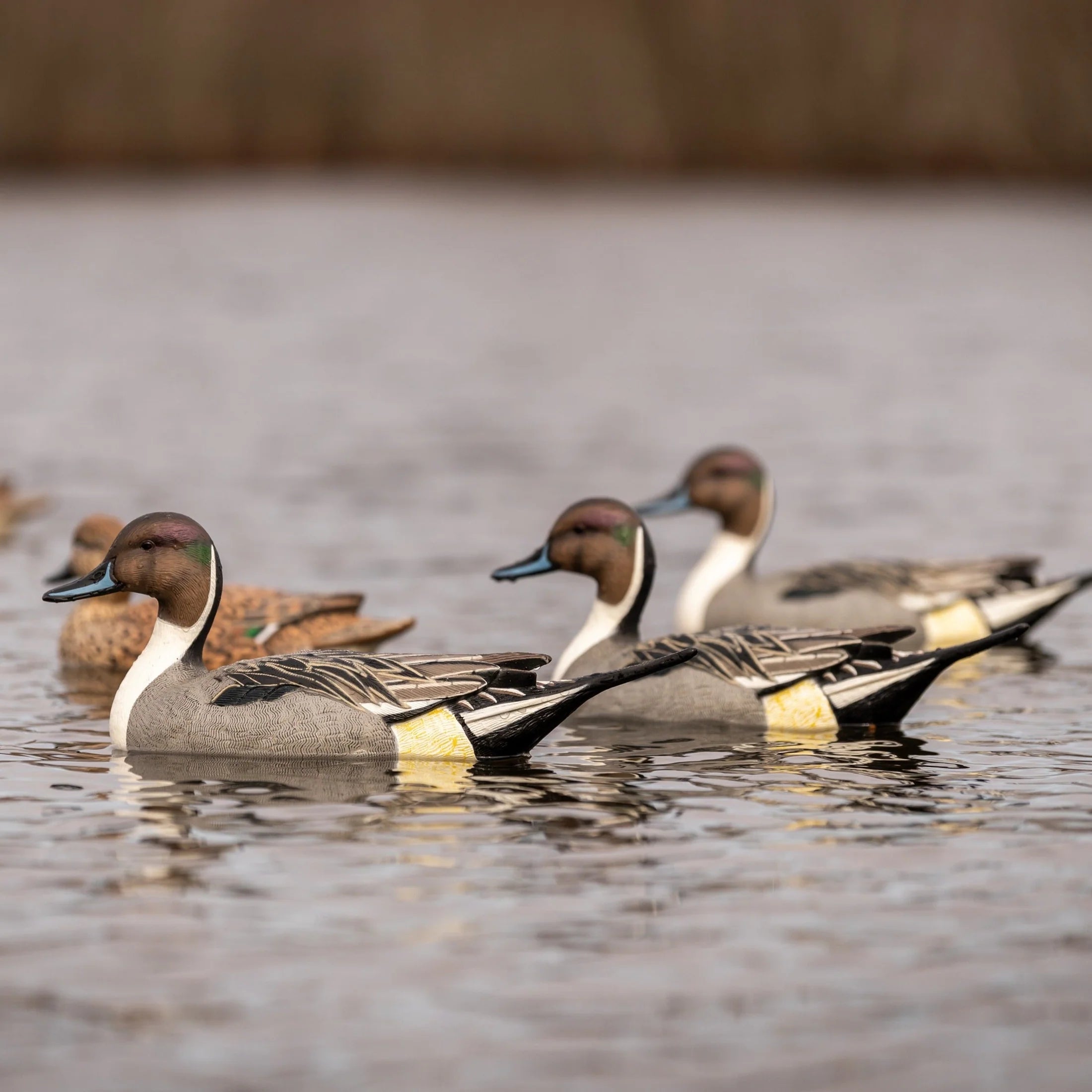 DIVE BOMB PINTAIL DECOYS FLOATERS 6PK