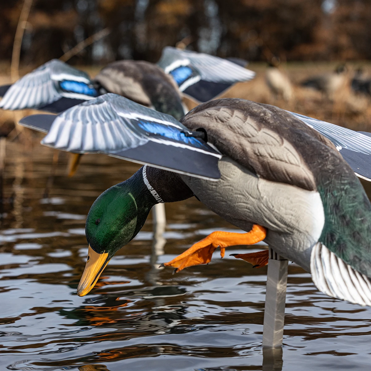 AVIAN-X SPINNING WING DUCK MALLARD