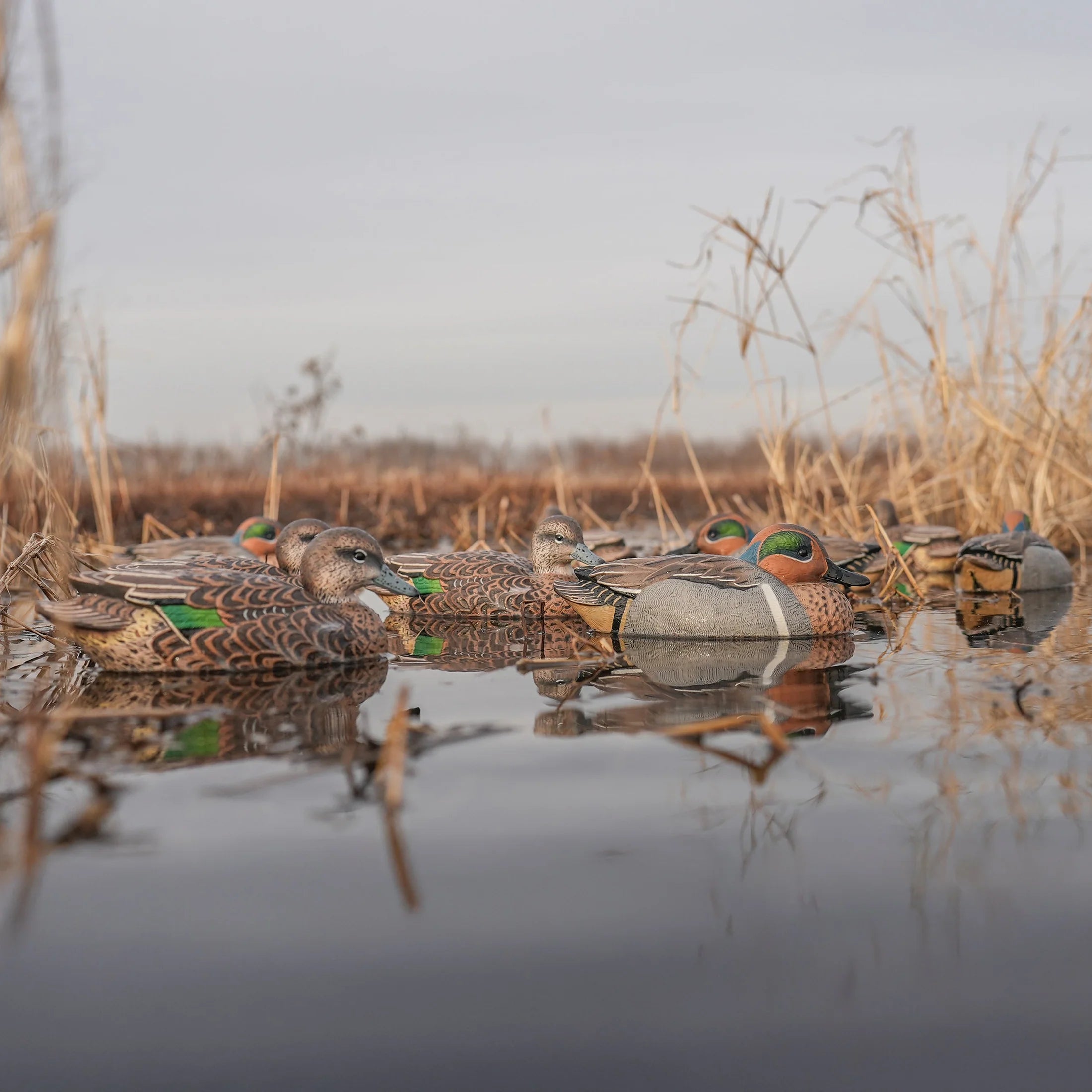 DIVE BOMB GREEN WING  DECOYS 12PK
