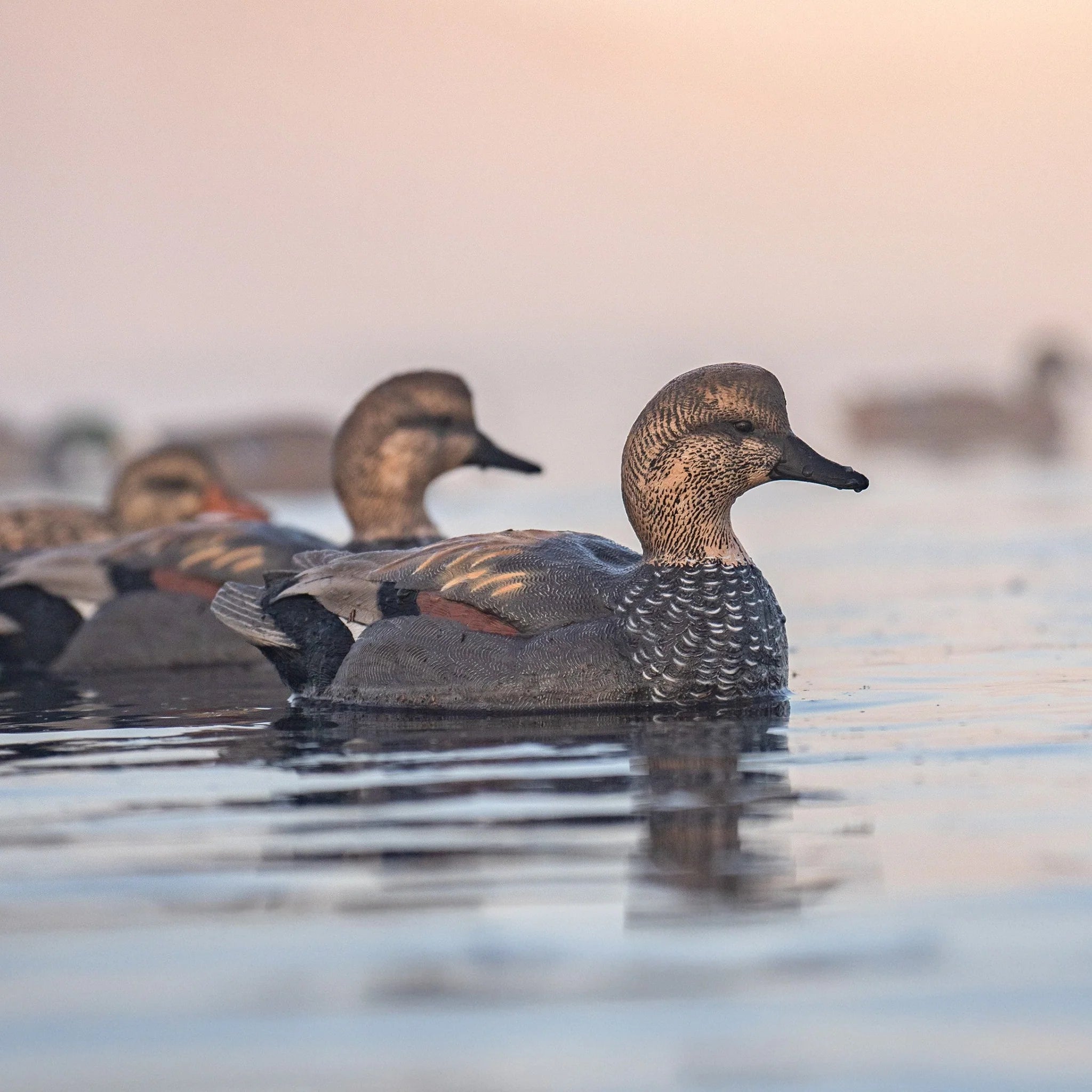 DIVE BOMB GADWALL DECOYS FLOATERS 6PK